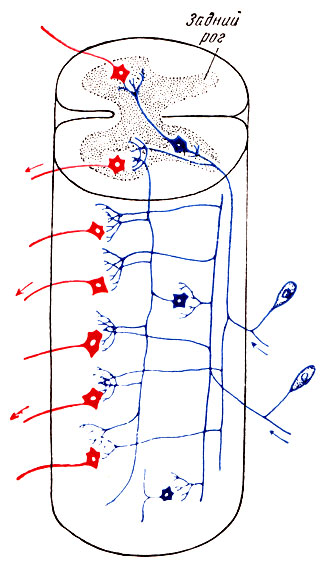 Рис.16. Схема спинного мозга.