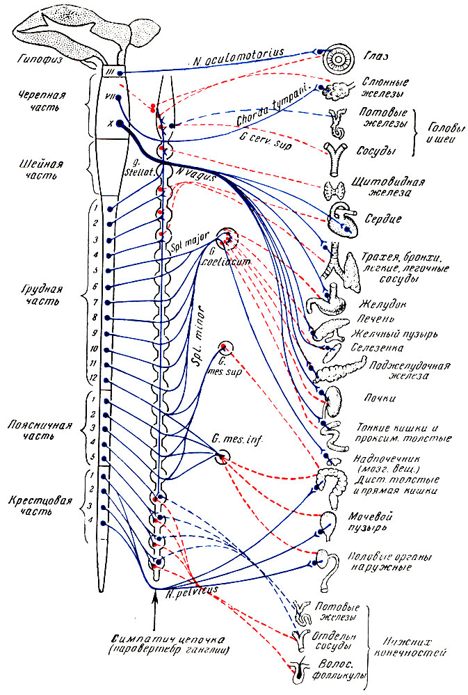  Рис. 23. Схема вегетативной нервной системы. Синим показаны холинергические нервы; красным — адренергические; непрерывными линиями — преганглионарные и прерывистыми — постганглионарные волокна (по М. П. Николаеву).