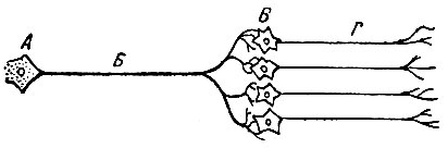 Рис.35. Схема хода вегетативных нервов. А - клетка центральной нервной; Б - преганглиолярные волокна; В - клетки ганглии; Г - постганлиолярные волокна (по М.П.Николаеву)