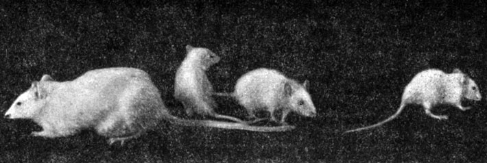 Рис.65.  Влияние   антитиреоидных веществ на развитие крыс. Четыре однопометные   крысы в возрасте 120 дней. Налево — контрольная,  направо — три подопытные   крысы,   получавшие с переходом на самостоятельное   питание:  тиоурацил (первая), сульфазол    (вторая)   и  сульфидин   (третья)   (по   А.   А. Войткевичу)