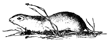 Рис.95.   Малый   или   серый   суслик   (рисунок Н.  Кондакова)