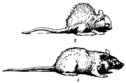 Рис.56. а - крыса с типичным состоянием авитаминоза А: косматая шерсть, горбатая спина, ксерофтальмия (по М. П. Николаеву); б - та же крыса после получения витамина А