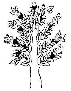 Рис. 1. Цан-дан мар-бо - Pterocarpus santaliпиз L.