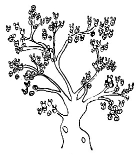 Рис. 9. Сра-брай (не расшифровано), растение сем. Cupressa-сеае - Cupressus semper vivas L