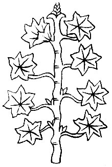 Рис. 18. Дан-рог - Ricinus communis L