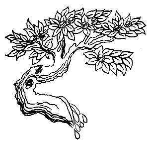 Рис. 21. Мончара - Quercus sp.	