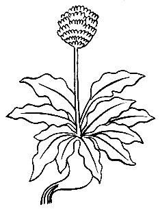 Рис. 22. Банг-ци-чжар-баг - Saussurea Costus (Falc.) Lipsch