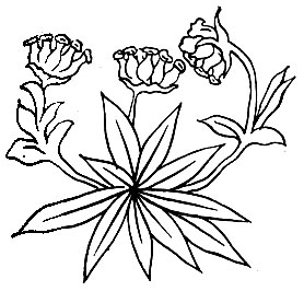 Рис. 23. Чжи-лцэ - Gentiana macrophylla Рall