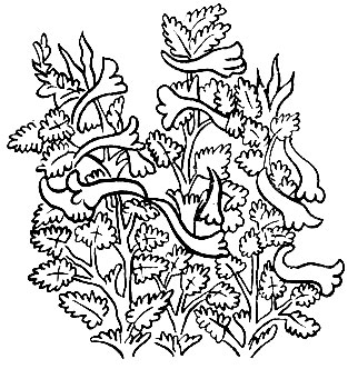 Рис. 30. Дар-я-кан - Rehmannia glutinosa Libosch