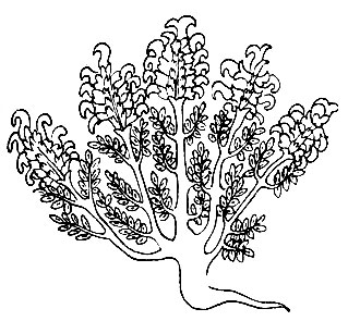 Рис. 38. Луг-ру - Pedicularis sp