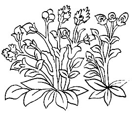 Рис. 40. А-дон-кар-бо - Суmbaria dahurica L