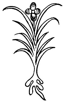 Рис. 47. Дрэ-ма ма-нышг (бесполый) - Iris dichotoma Pall