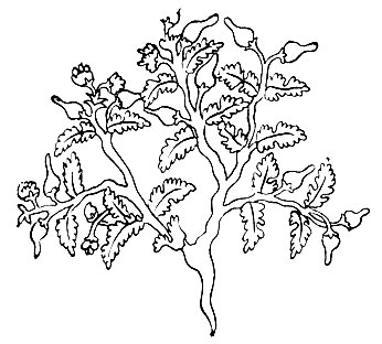 Рис. 49. Шим-тхиг-лэ - Geranium sp