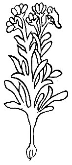 Рис. 52. Чжа-пхо-ци-ци - Corydalis sp
