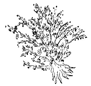 Рис. 60. Кхам-ба - Artemisia frigida Willd