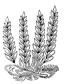 Рис. 63. Ре-рал - Dryopteris fragrans (L.) Schott