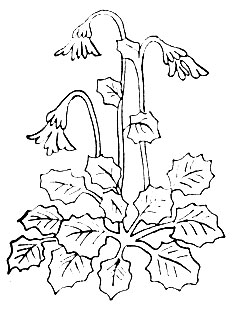 Рис. 66. Да-миг - Viola bicolor L