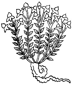 Рис. 78. Дур-чжид - Euphorbia sp