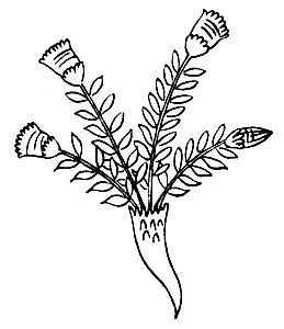 Рис. 79. Он-бу - Euphorbia sp