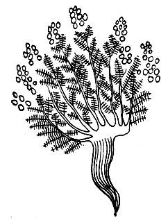 Рис. 80. Пхур-мо - Artemisia	gmelinii Web. ex Stechm