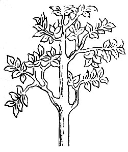 Рис. 82. Ма-гал - Populus alba L