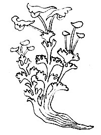 Рис. 83. Да-занг - Corydalis crassifolia Royle
