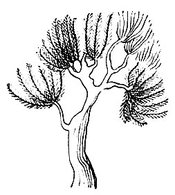 Рис. 85. Чжа-шуг - Juniperus sp
