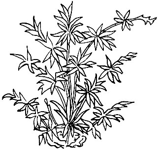 Рис. 94. Ныог-ма - Bambusa arundinaceae Gamble