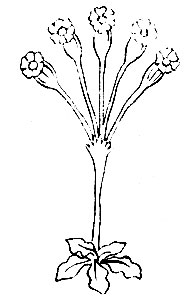 Рис. 97. Йер-ма тхан Primula farinosa L