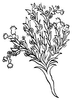 Рис. 98. Над-ма-чжар-ма Суnoglossum sp.	