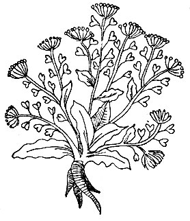 Рис. 106. Со-га-ба - Сарsella bursa pasloris (L.) Medik
