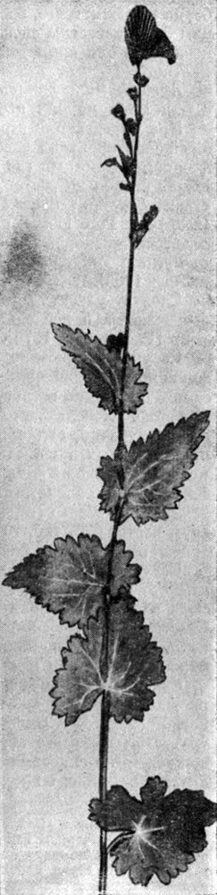 Рис. 116. Aconitum heterophyllum Wall