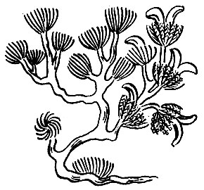 Рис. 117. Чжп-цэр - Agriophyllum	pungens (Valh.) Link. ex Dietr