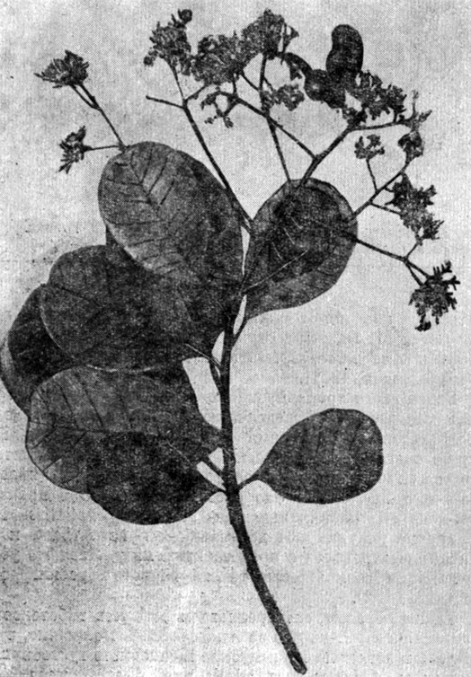 Рис. 119. Anacardium occidentale L