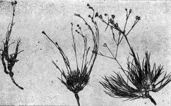 Рис. 122. Arenaria capillaris Poir