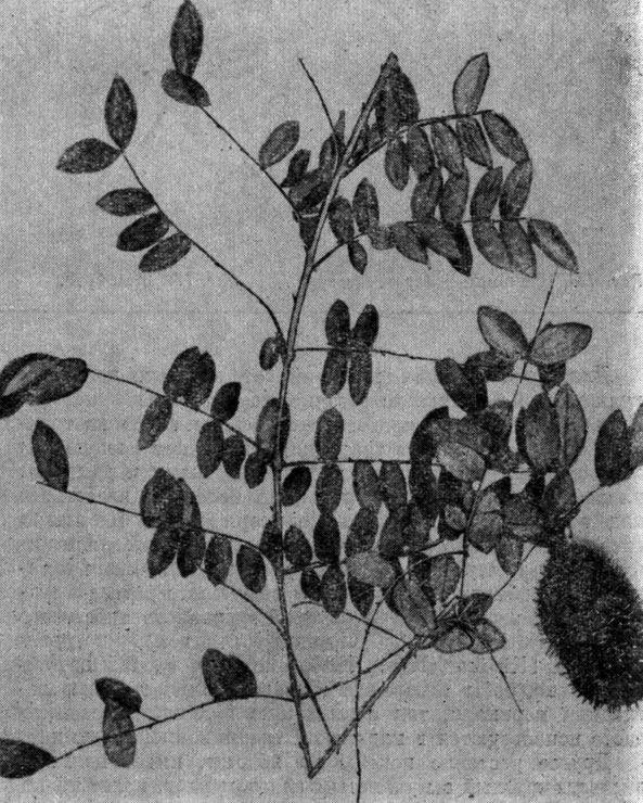 Рис. 125. Caesalpinia bonducella Fleming