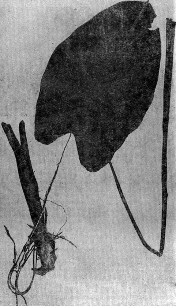 Рис. 129. Colocasia esculenta (L.) Shott