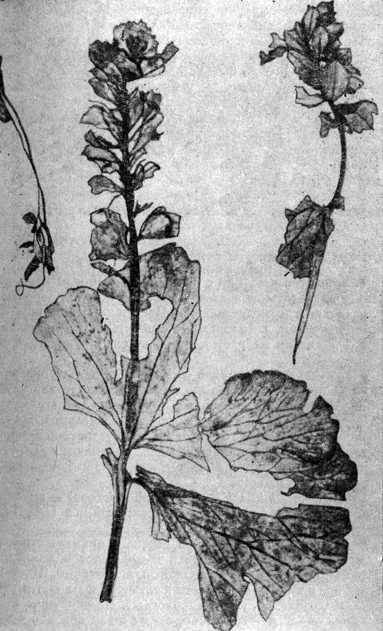 Рис. 132. Corydalis crassifolia Royle