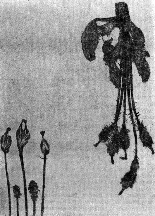 Рис. 137. Mcconopsis horridula Hook