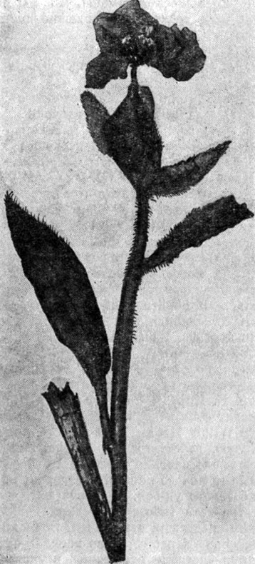 Рис. 138. Meconopsis grandis Prain