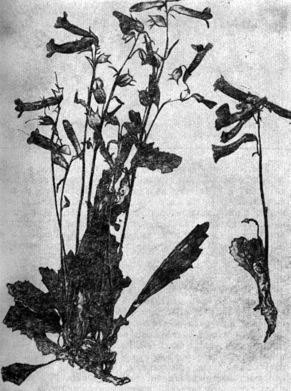 Рис. 143. Rehmannia glutinosa Libosch