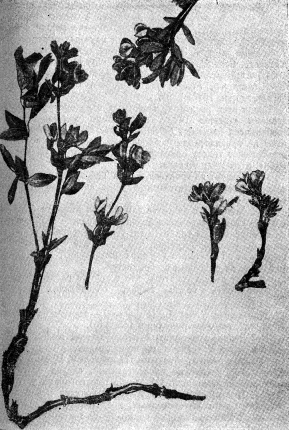 Рис. 146. Thcrmopsis alpina L