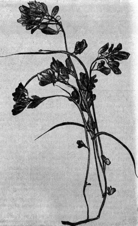 Рис. 148. Trigonella foenum graecum L