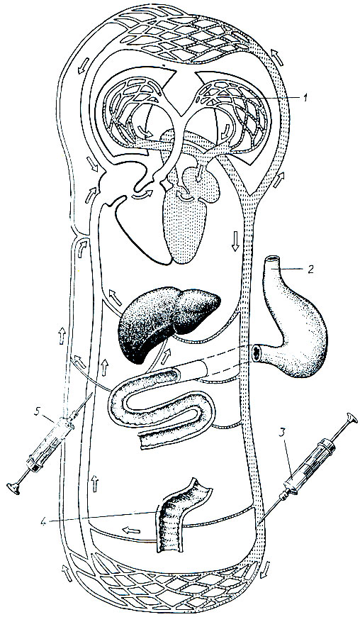 1. Общая схема путей поступления лекарственных веществ в организм (по В. Г. Воробьеву и В. В. Ряженову): 1 - через дыхательную систему; 2 - через рот; 3 - в артерию; 4 - в прямую кишку; 5 - в вену