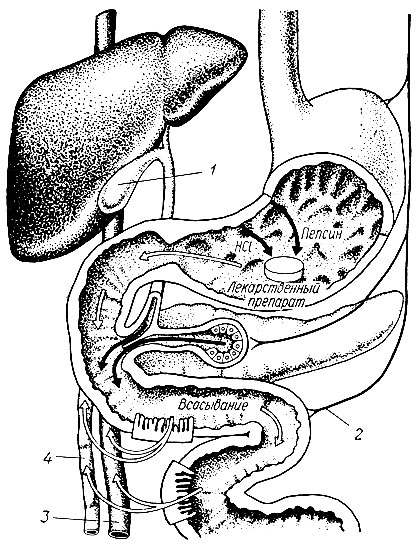 2. Схема поступления лекарственных веществ в кровь и лимфу при введении через рот (по В. Г. Воробьеву и В. В. Ряженову): 1 - желчный пузырь; 2 - блуждающий нерв; 3 - воротная вена; 4 - лимфатический проток