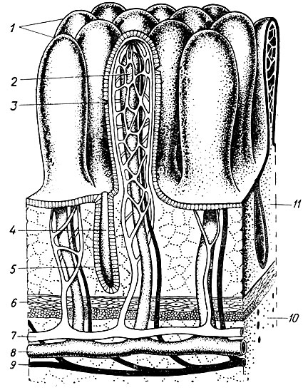 7.           (. , . ): 1 - ; 2 -  ; 3 -  ; 4 -  ; 5 -   ; 6 -  ; 7 - : 8 -  ; 9 - ; 10 - ; 11 - 