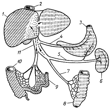 8. Распределение венозной крови в печени (по А. Л. Мясникову): 1 - печень; 2 - нижняя полая вена; 3 - желудок; 4 - правая вена желудка; 5 - селезеночная вена; 6 - селезенка; 7 - нижняя брыжеечная вена; 8 - нисходящая часть толстой кишки; 9 - тонкая кишка; 10 - восходящая часть толстой кишки; 11 - воротная вена