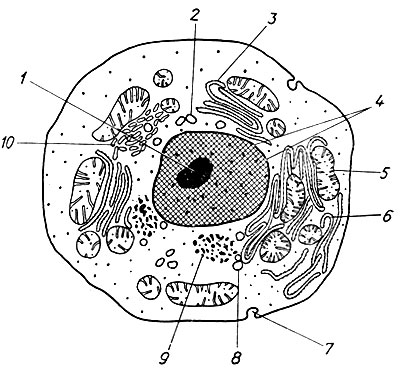 9. Схематическое изображение клетки печени (по Деннису В. Парку): 1 - ядро; 2 - лизосомы; 3 - эндоплазматическая сеть; 4 - поры в ядерной оболочке; 5 - митохондрии; 6 - шероховатая эндоплазматическая сеть; 7 - инвагинации плазматической мембраны; 8 - вакуоли; 9 - зерна гликогена; 10 - гладкая эндоплазматическая сеть