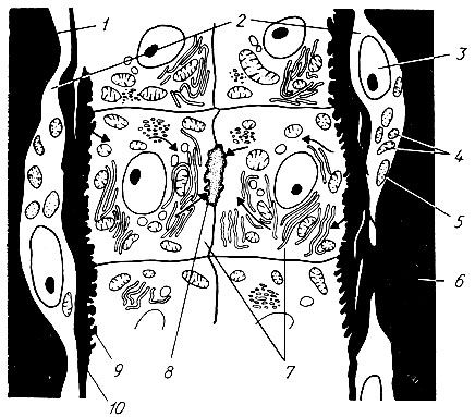 10. Схема разреза печеночной балки (по Деннису В. Парку): 1, 6 - печеночные синусоиды; 2 - эндотелиальные (купферовские) клетки; 3 - ядро; 4 - митохондрии; 5 - лизосомы; 7 - клетка печени; 8 - желчный капилляр с микроворсинками; 9 - микроворсинки печеночных клеток; 10 - пространство Диссе