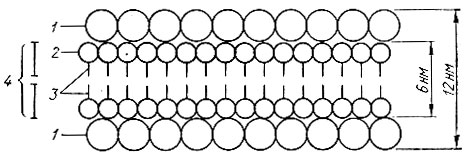 14. Схема молекулярного строения биологической мембраны (К. Вилли, В. Детье): 1 - молекулы белка; 2 - гидрофильная часть молекулы; 3 - углеводородные цепи; 4 - двойной слой фосфолипидных молекул